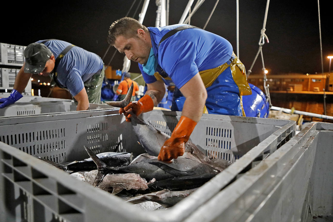 La temporada se estrenó con la venta a 14.03 euros el kilo en la primera tina de bonito grande, 119 kilos que se llevó Pescados El Kiku, de Tazones. El resto, mas de 8.800 kilos, lo compró Alimerka a 12.96 euros. 