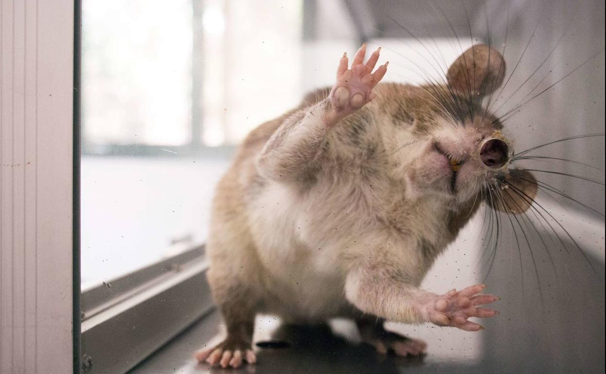 Un verano con más mosquitos, mosca negra, cucarachas y ratas