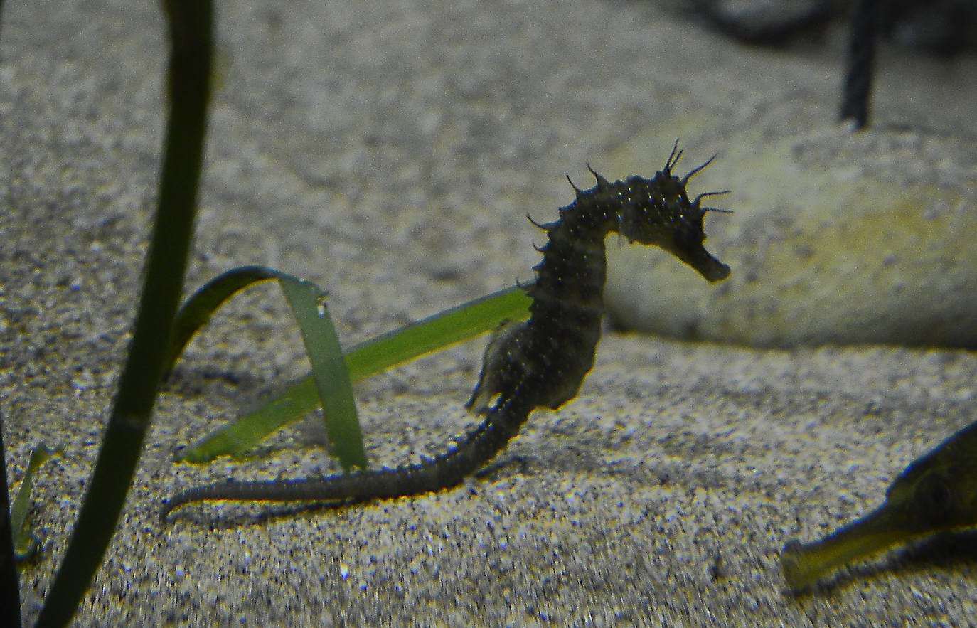 Ya han pasado 14 años de aquel 9 de junio en el que el Acuario de Gijón abrió sus puertas por primera vez. Desde entonces se ha convertido en uno de los puntos turísticos preferidos para pequeños y mayores en el que se puede observar la vida subacuática y disfrutar de su biodiversidad, con las más de 400 especies que alberga el centro. Además, a lo largo de estos años, el Acuario de Gijón también ha trabajado para divulgar investigaciones y concienciar sobre la importancia de cuidar el medio ambiente y, en especial, los océanos. 