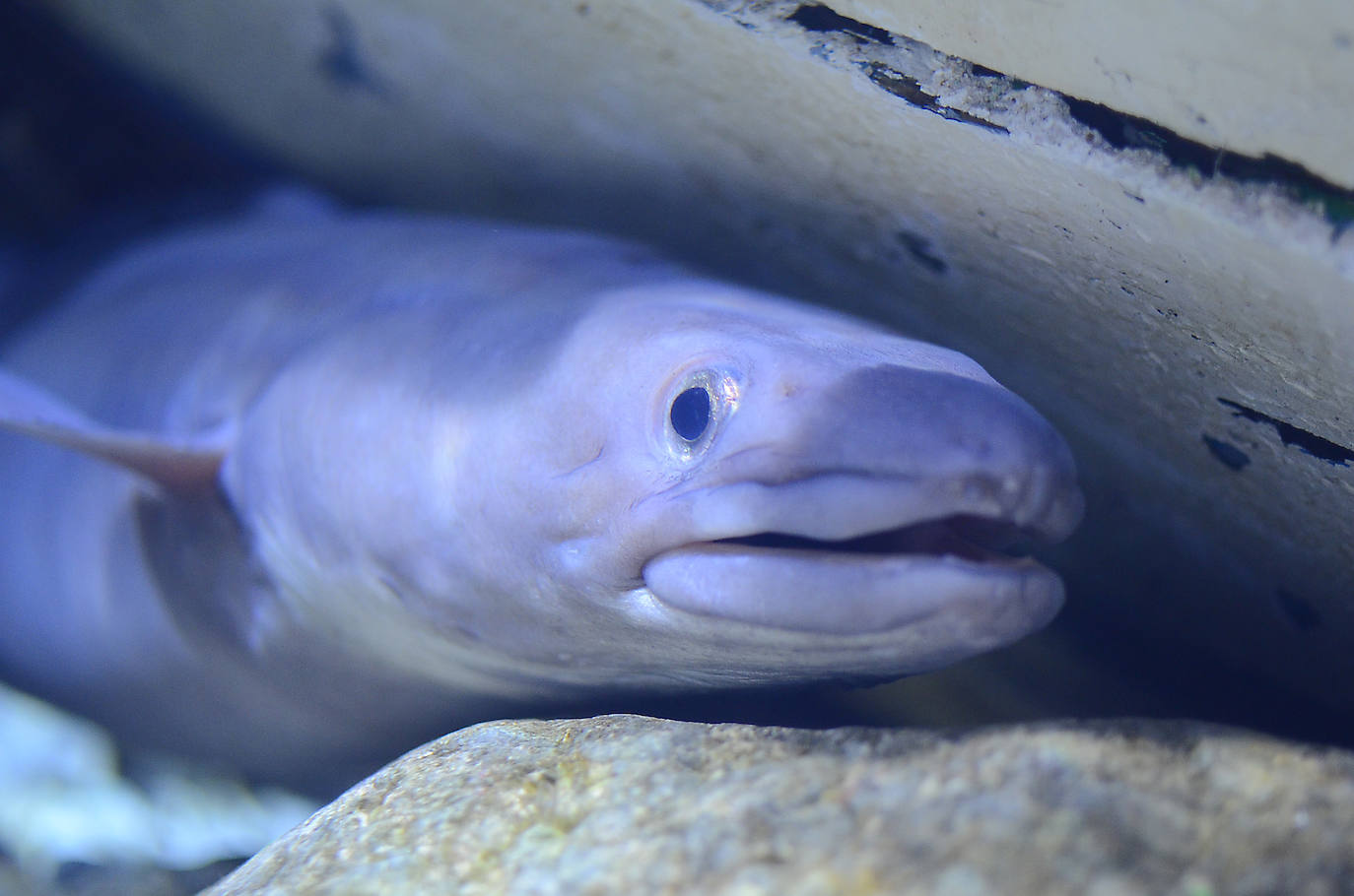 Ya han pasado 14 años de aquel 9 de junio en el que el Acuario de Gijón abrió sus puertas por primera vez. Desde entonces se ha convertido en uno de los puntos turísticos preferidos para pequeños y mayores en el que se puede observar la vida subacuática y disfrutar de su biodiversidad, con las más de 400 especies que alberga el centro. Además, a lo largo de estos años, el Acuario de Gijón también ha trabajado para divulgar investigaciones y concienciar sobre la importancia de cuidar el medio ambiente y, en especial, los océanos. 