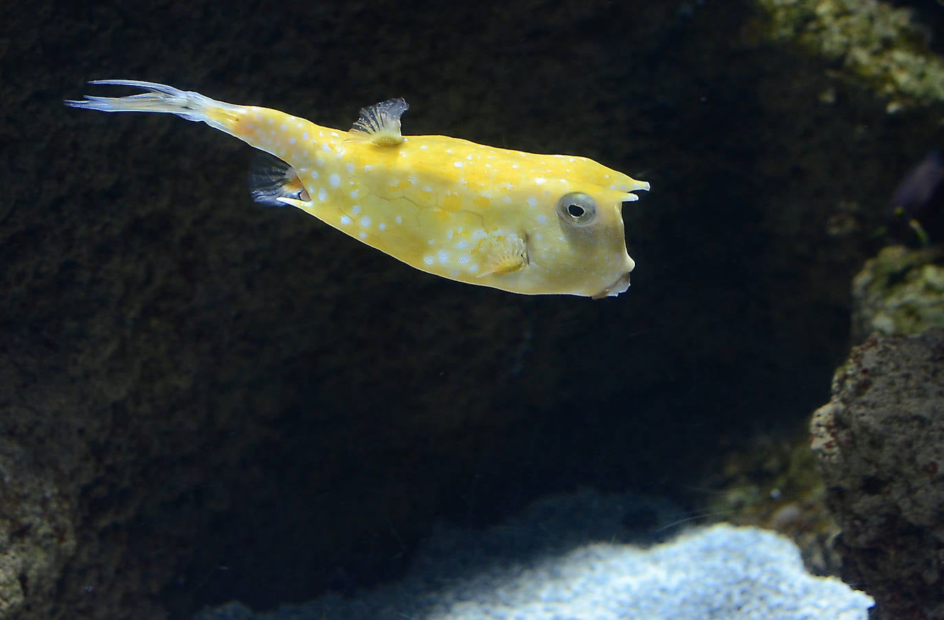 Ya han pasado 14 años de aquel 9 de junio en el que el Acuario de Gijón abrió sus puertas por primera vez. Desde entonces se ha convertido en uno de los puntos turísticos preferidos para pequeños y mayores en el que se puede observar la vida subacuática y disfrutar de su biodiversidad, con las más de 400 especies que alberga el centro. Además, a lo largo de estos años, el Acuario de Gijón también ha trabajado para divulgar investigaciones y concienciar sobre la importancia de cuidar el medio ambiente y, en especial, los océanos. 