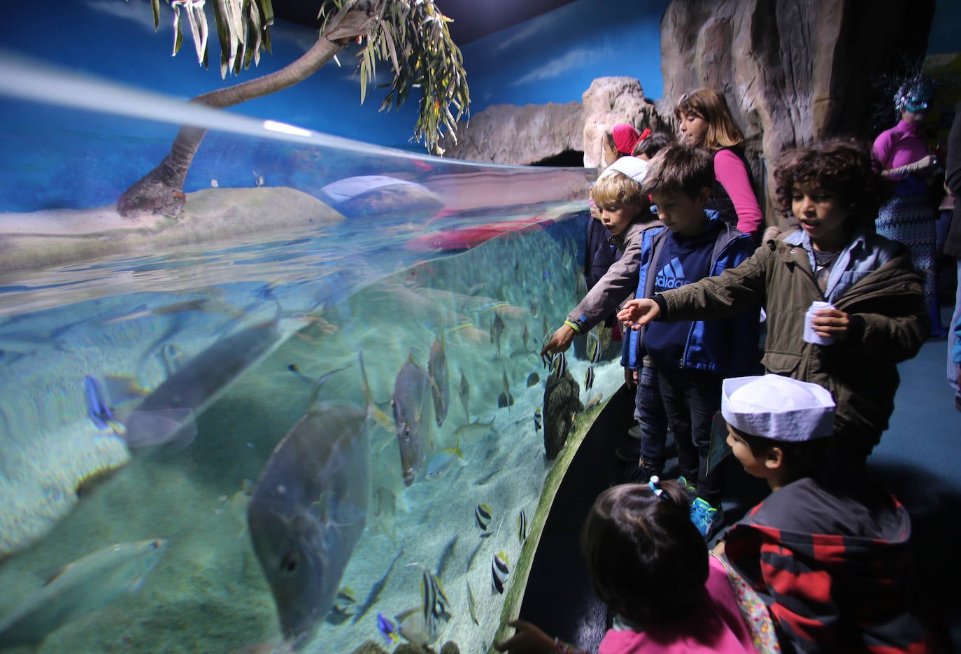 Ya han pasado 14 años de aquel 9 de junio en el que el Acuario de Gijón abrió sus puertas por primera vez. Desde entonces se ha convertido en uno de los puntos turísticos preferidos para pequeños y mayores en el que se puede observar la vida subacuática y disfrutar de su biodiversidad, con las más de 400 especies que alberga el centro. Además, a lo largo de estos años, el Acuario de Gijón también ha trabajado para divulgar investigaciones y concienciar sobre la importancia de cuidar el medio ambiente y, en especial, los océanos. 