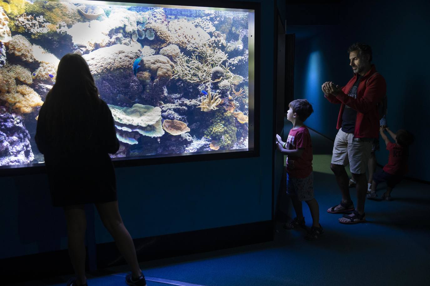 Ya han pasado 14 años de aquel 9 de junio en el que el Acuario de Gijón abrió sus puertas por primera vez. Desde entonces se ha convertido en uno de los puntos turísticos preferidos para pequeños y mayores en el que se puede observar la vida subacuática y disfrutar de su biodiversidad, con las más de 400 especies que alberga el centro. Además, a lo largo de estos años, el Acuario de Gijón también ha trabajado para divulgar investigaciones y concienciar sobre la importancia de cuidar el medio ambiente y, en especial, los océanos. 