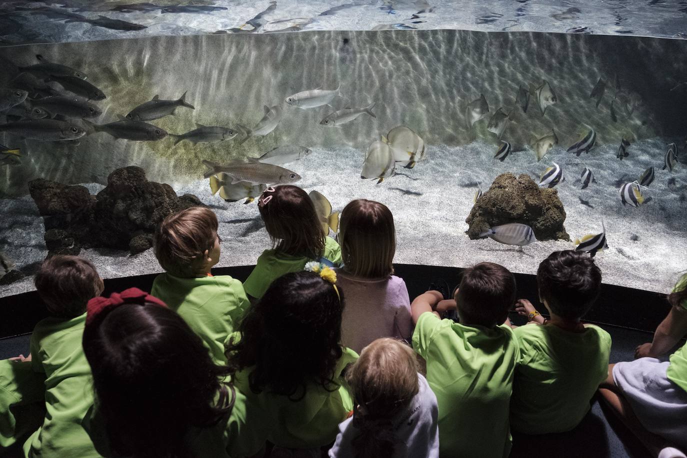 Ya han pasado 14 años de aquel 9 de junio en el que el Acuario de Gijón abrió sus puertas por primera vez. Desde entonces se ha convertido en uno de los puntos turísticos preferidos para pequeños y mayores en el que se puede observar la vida subacuática y disfrutar de su biodiversidad, con las más de 400 especies que alberga el centro. Además, a lo largo de estos años, el Acuario de Gijón también ha trabajado para divulgar investigaciones y concienciar sobre la importancia de cuidar el medio ambiente y, en especial, los océanos. 