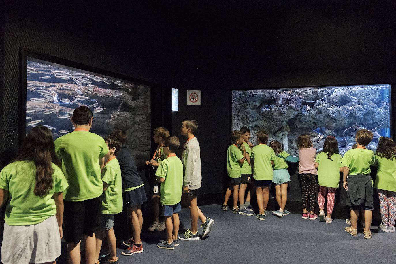 Ya han pasado 14 años de aquel 9 de junio en el que el Acuario de Gijón abrió sus puertas por primera vez. Desde entonces se ha convertido en uno de los puntos turísticos preferidos para pequeños y mayores en el que se puede observar la vida subacuática y disfrutar de su biodiversidad, con las más de 400 especies que alberga el centro. Además, a lo largo de estos años, el Acuario de Gijón también ha trabajado para divulgar investigaciones y concienciar sobre la importancia de cuidar el medio ambiente y, en especial, los océanos. 