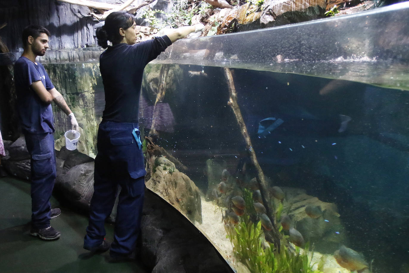 Ya han pasado 14 años de aquel 9 de junio en el que el Acuario de Gijón abrió sus puertas por primera vez. Desde entonces se ha convertido en uno de los puntos turísticos preferidos para pequeños y mayores en el que se puede observar la vida subacuática y disfrutar de su biodiversidad, con las más de 400 especies que alberga el centro. Además, a lo largo de estos años, el Acuario de Gijón también ha trabajado para divulgar investigaciones y concienciar sobre la importancia de cuidar el medio ambiente y, en especial, los océanos. 