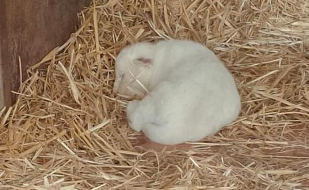 Así es el primer león blanco nacido en cautividad en España al que ha rechazado su madre