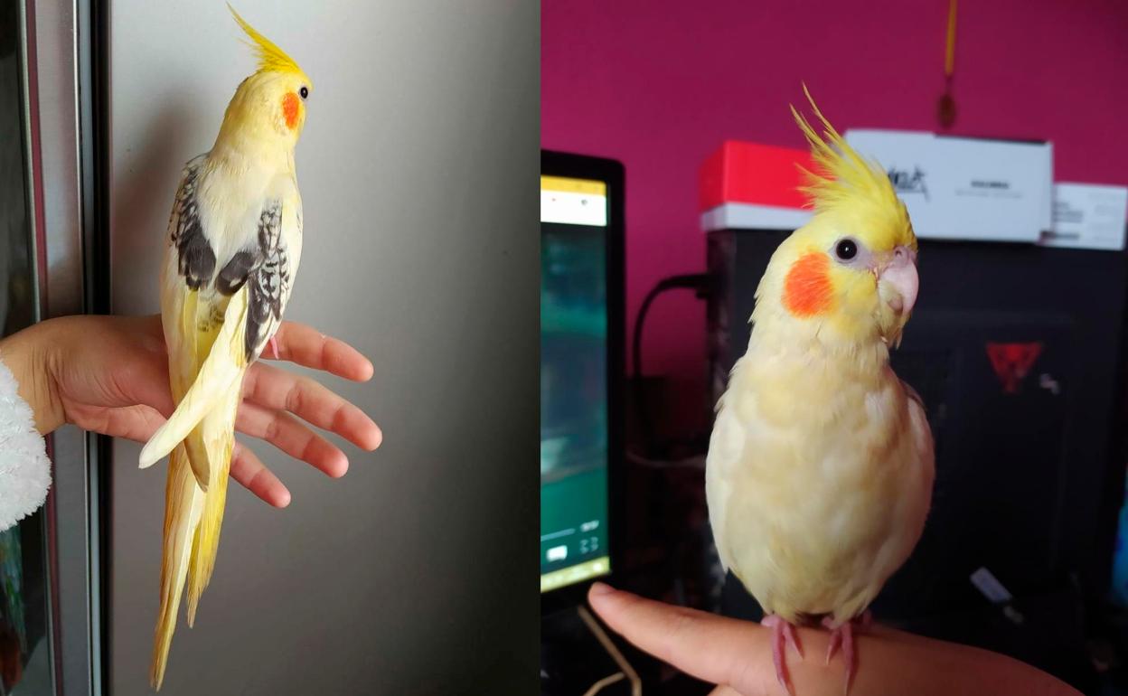 La ninfa desaparecida. 