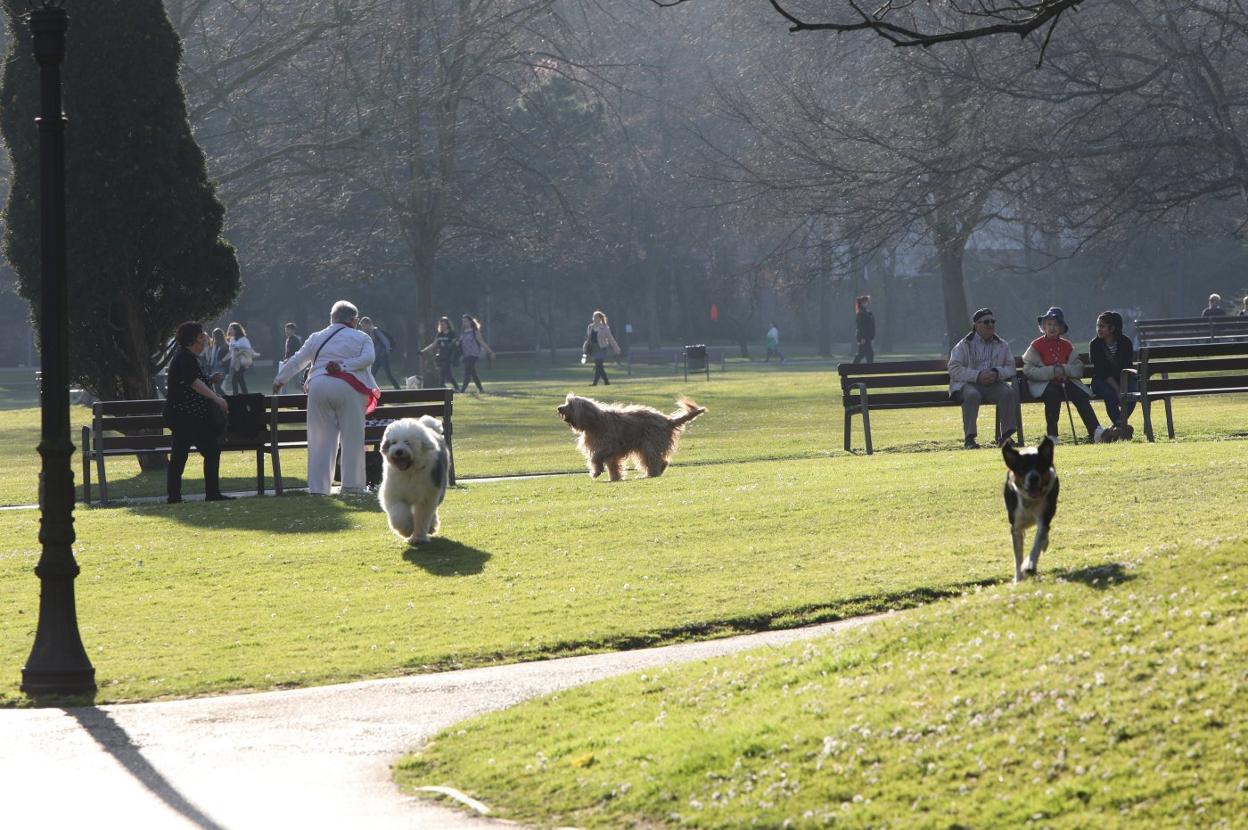 Perros sueltos en la zona verde del parque de Ferrera. 