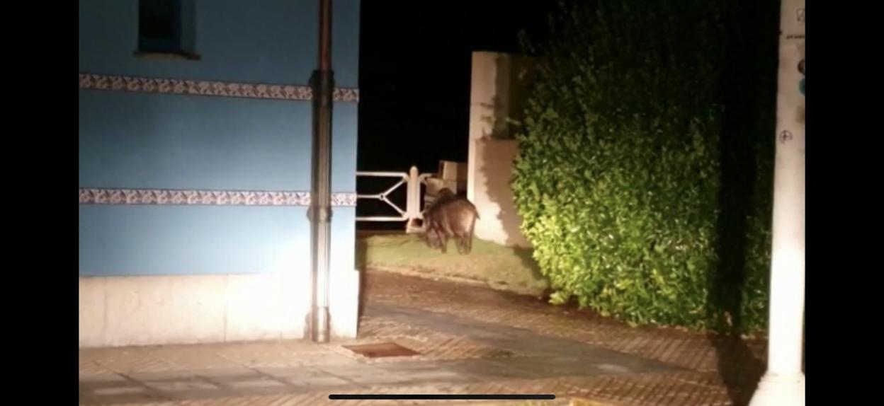 Un jabalí se paseó durante la noche por el paseo de la playa. 