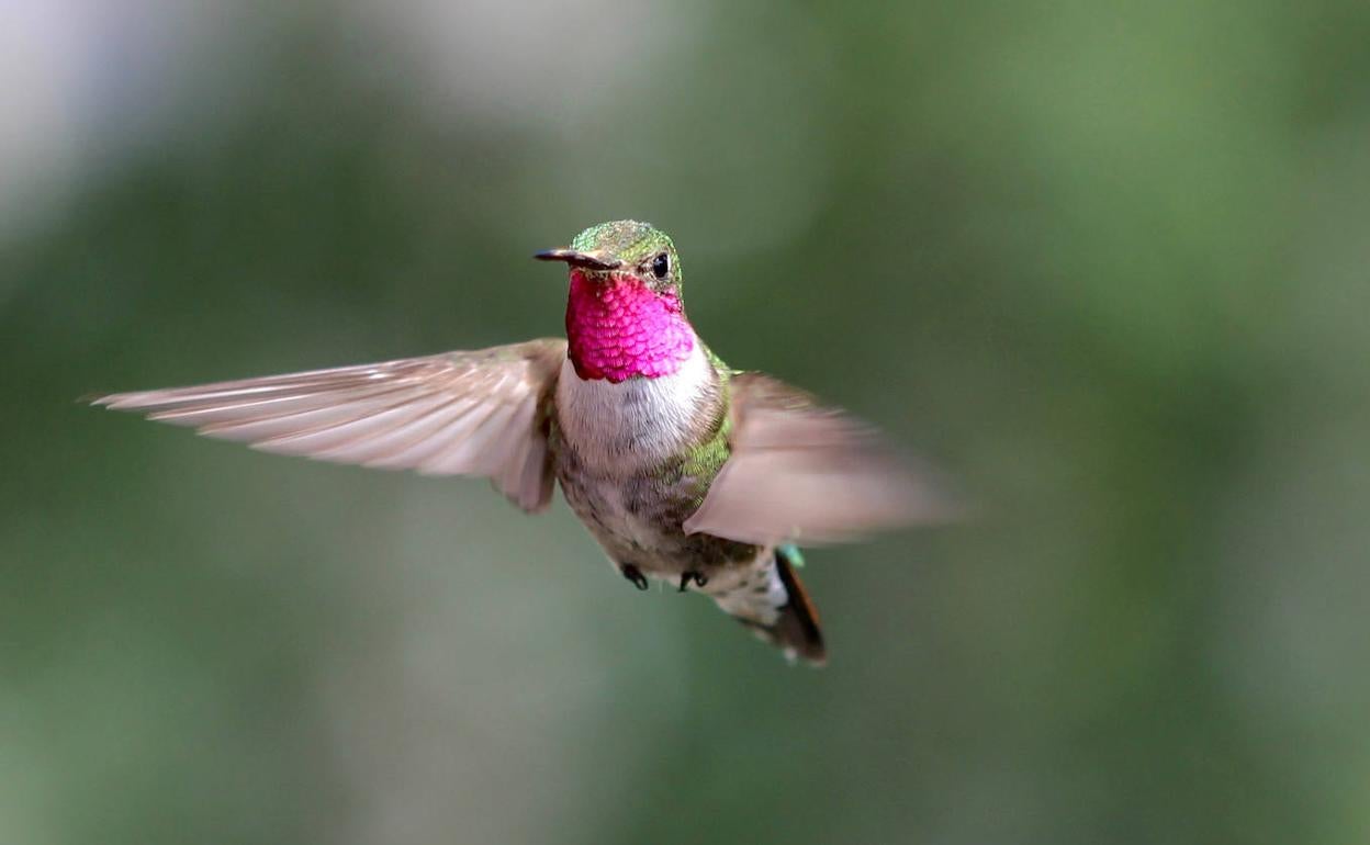 Un colibrí macho del estudio