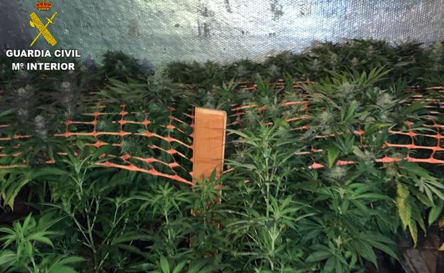 Cuatro detenidos y 400 plantas de marihuana incautadas en Carreño y Nava