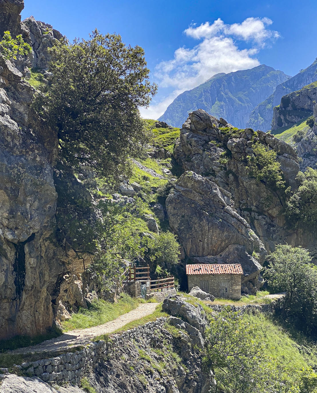 Los aficionados al senderismo han estrenado el verano y la nueva normalidad con un espléndido día para adentrarse en la montaña. El Urriellu, en los Picos de Europa, ha sido el telón de fondo mara muchos de los amantes de este deporte que ha acudido a realizar la popular Ruta del Cares. Poco a poco, el sendero va recuperando su afluencia habitual. 