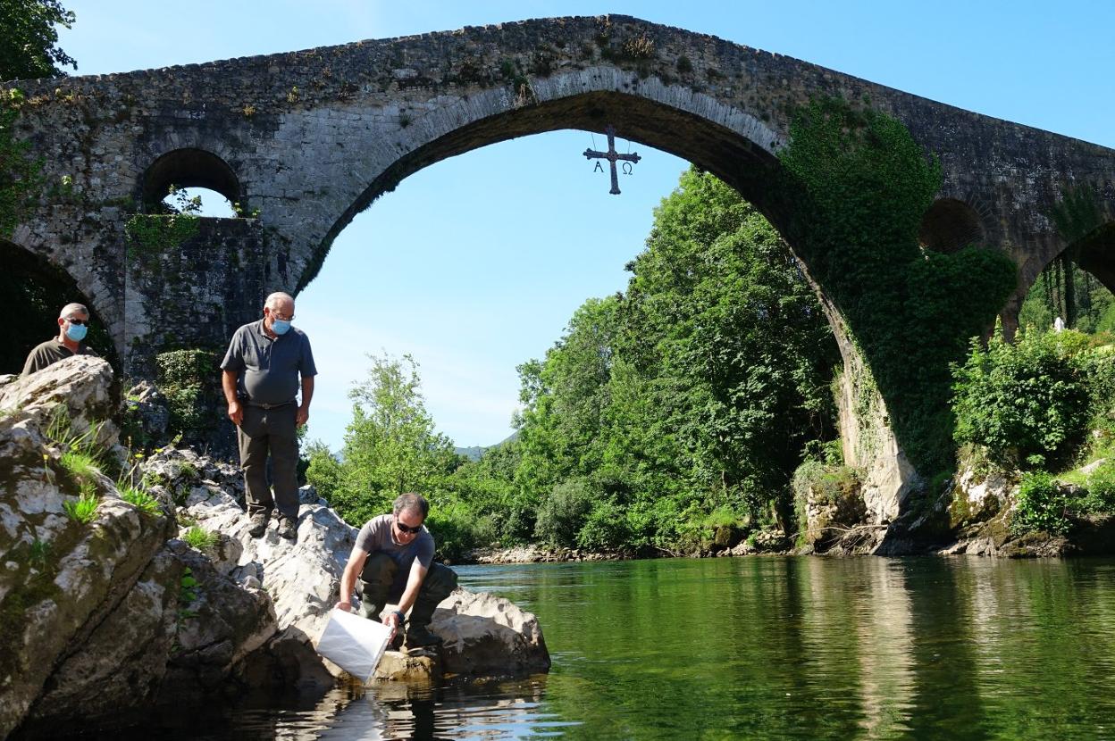 Los pescadores sueltan los alevines en el Sella, bajo el Puentón. 