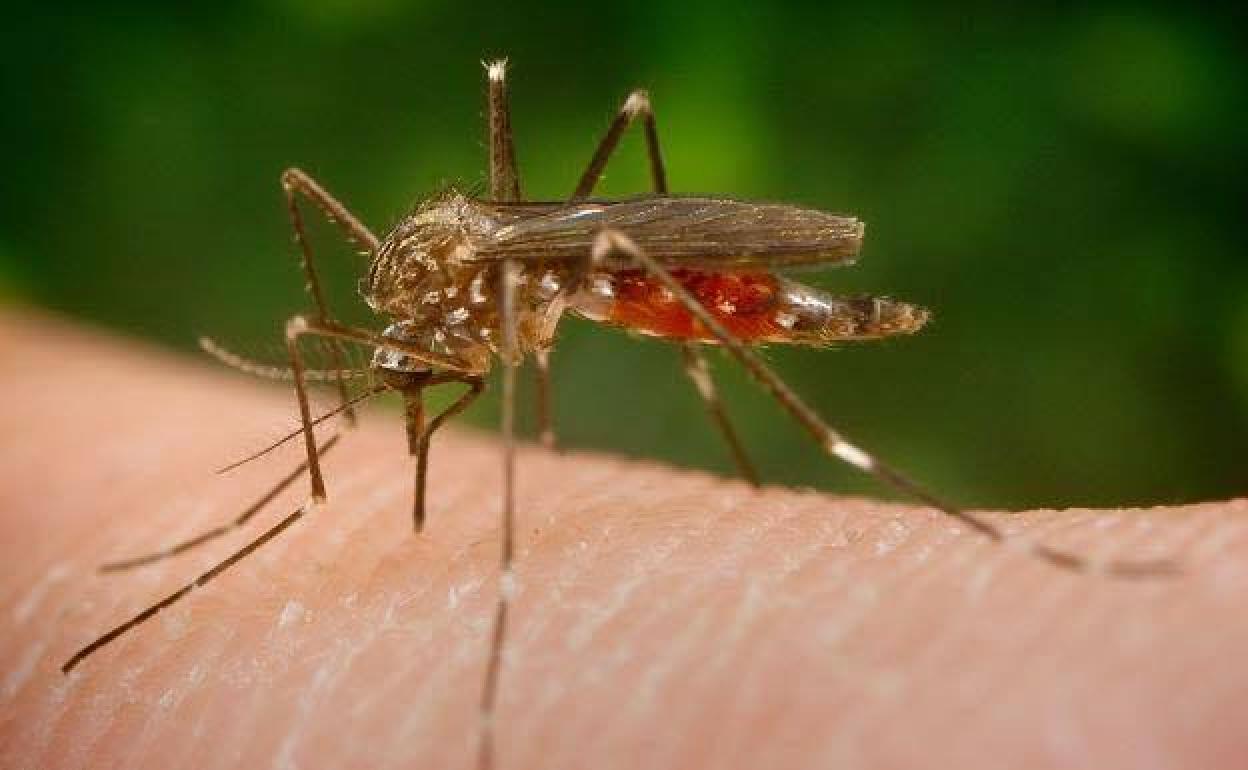Advierten por el asentamiento en Asturias del mosquito 'Aedes japonicus', vector del dengue