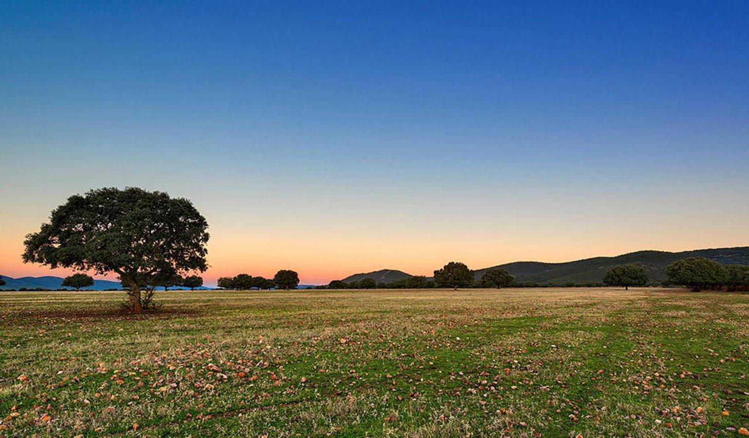 El Parque Nacional de Cabañeros se encuentra en Castilla La Mancha entre las provincias de Ciudad Real y Toledo y en la actualidad es uno de los espacios protegidos de mayor relevancia en la península ibérica. Por él encontraremos una gran variedad de fauna y vegetación, además de una peculiar geología, que convierten este espacio en un paraje de gran valor natural.