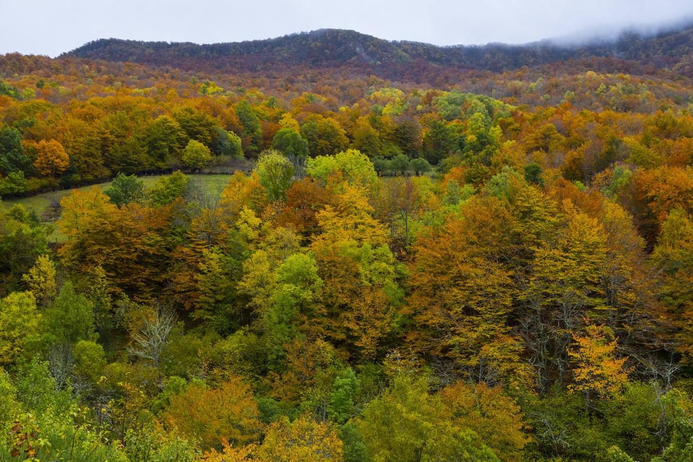 Este Parque Natural cuenta con una extensión de 555 kilómetros cuadrados y con una de las naturalezas del Cantábrico más ricas. Además dentro de este parque nos encontraremos también con dos espacios naturales de gran interés: la Reserva Natural Integral del Bosque de Muniellos y la Reserva Natural Parcial del Cueto de Arbás. Si hay algo que define su paisaje son los numerosos matices que dan personalidad a cada uno de los concejos que lo conforman.