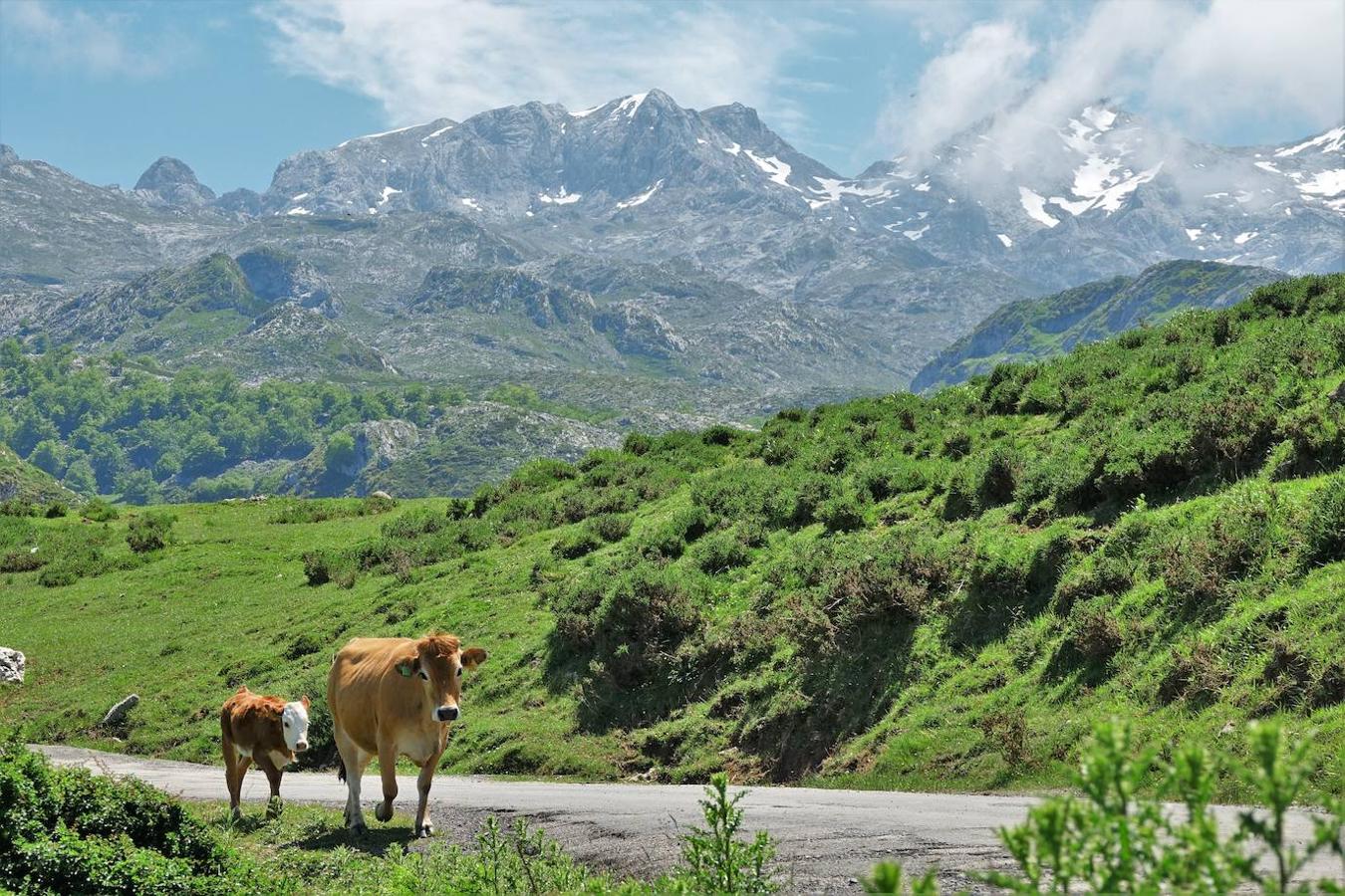 El Parque Nacional de los Picos de Europa lo conforman tres macizos principales: el macizo Central, el Oriental y el más occidental. En este espacio encontraremos las cumbres con más altitud de la Cordillera Cantábrica como la más emblemática: el Picu Urriellu o Naranjo de Bulnes con sus 2.519 metros de altitud. Los ríos Dobra, afluente del Sella, y Deva flanquean los montes al oeste y al este de la cordillera, siendo el Cares y su afluente el Duje los encargados de distribuir el parque en sus tres macizos. Un total de 67.127 hectáreas que conforman una de las mejores reservas mundiales de los ecosistemas ligados al bosque atlántico.