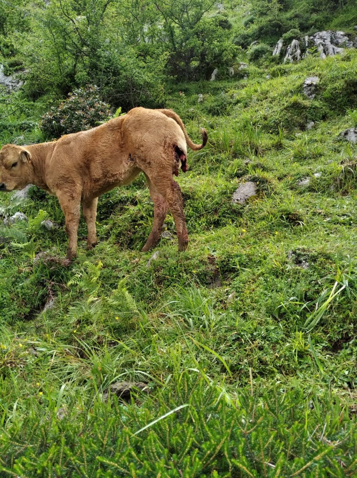 Una de las reses atacadas. 