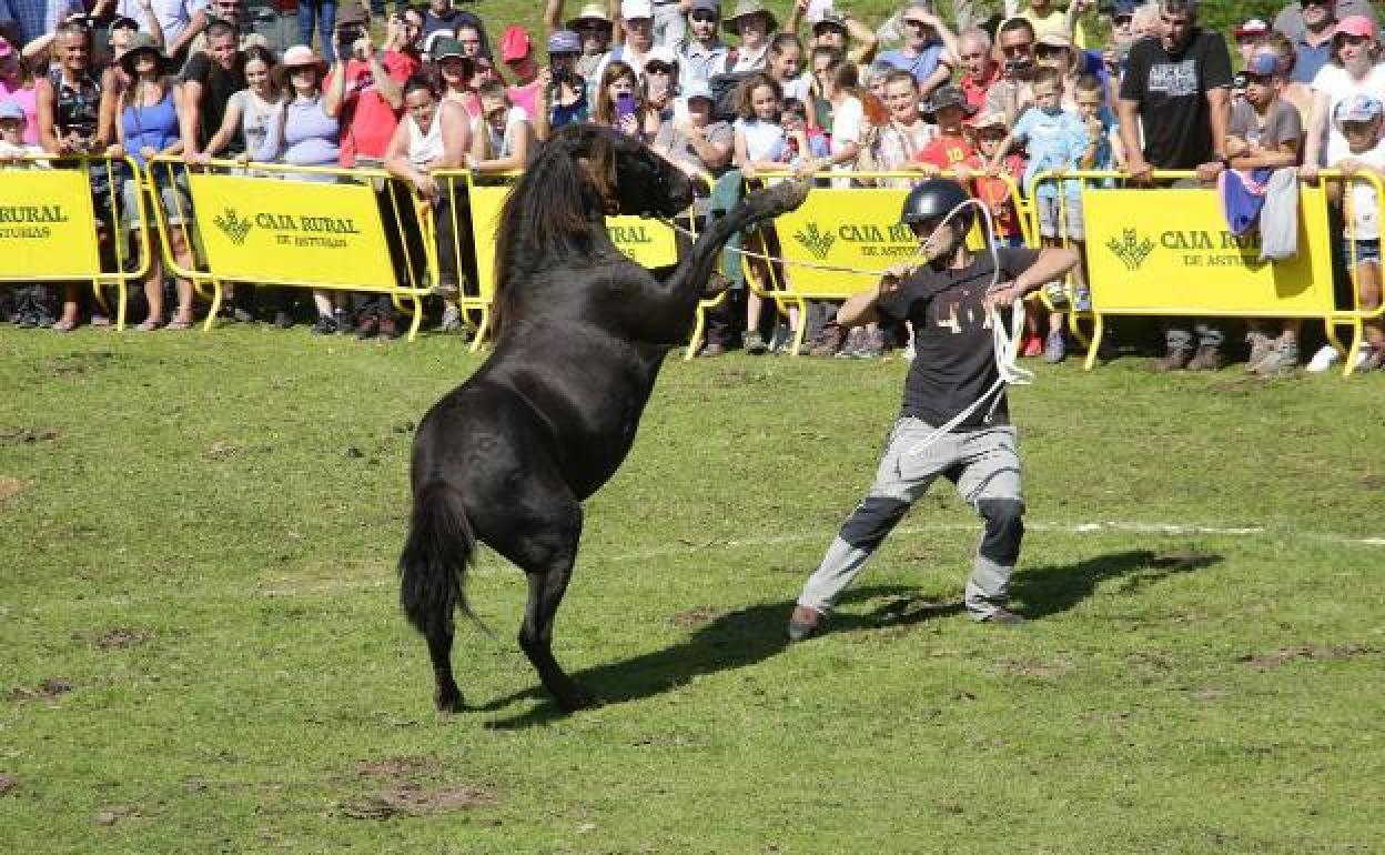 La Fiesta del Asturcón se aplaza al próximo año para «evitar riesgos y rebrotes»