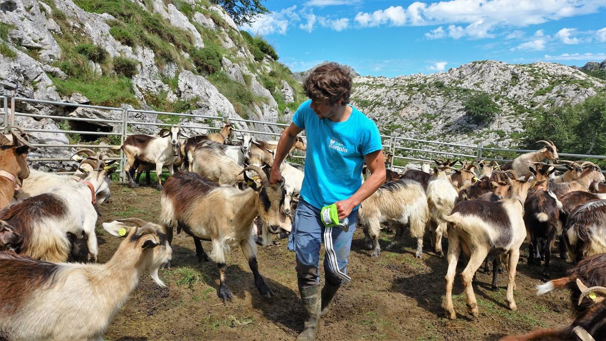 Al joven pastor y quesero José Luis Alonso los lobos ya le mataron varios animales esta primavera en la Montaña de Covadonga. 