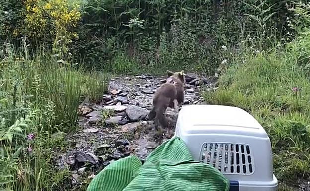 El Principado reintroduce una cría de oso pardo huérfana en el Parque de las Fuentes del Narcea