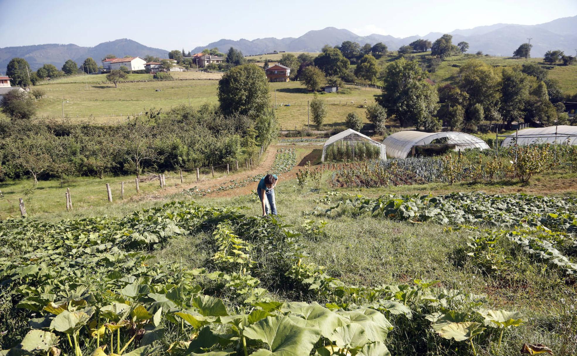 La producción ecológica gana terreno