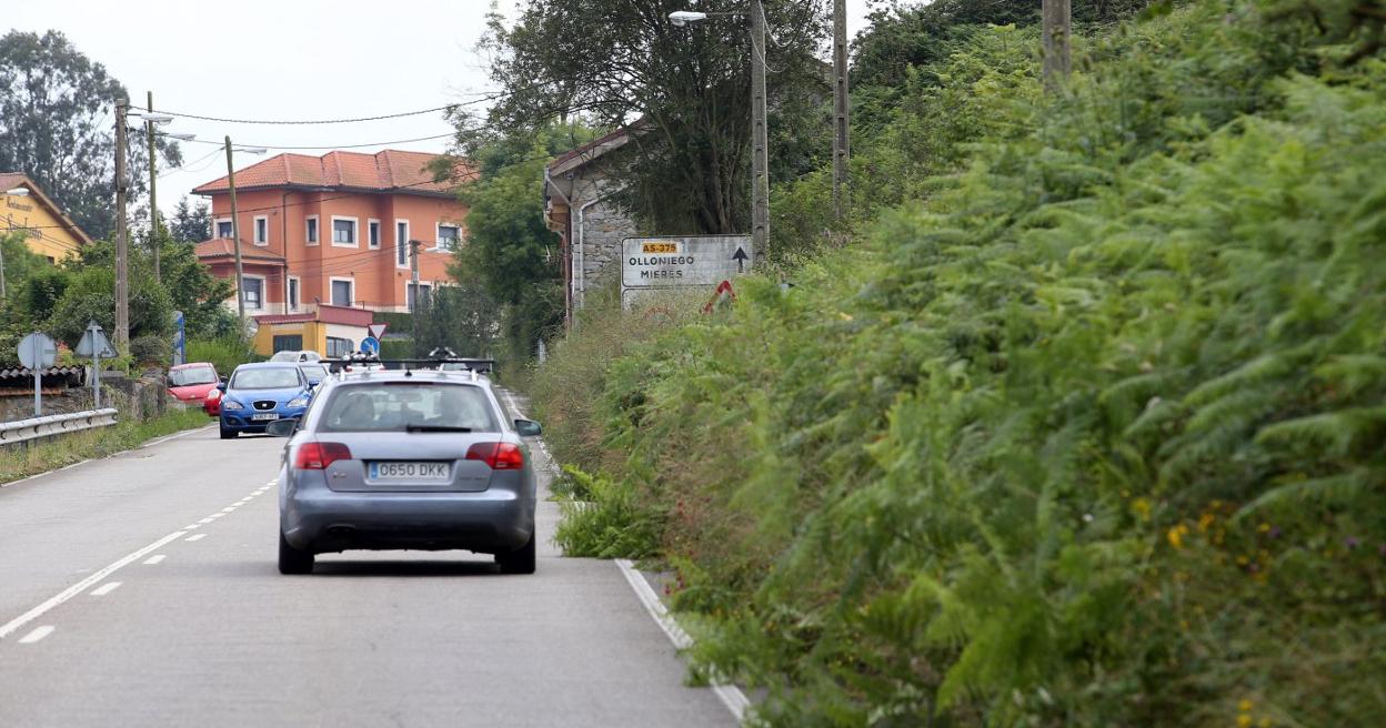 p Abandono. Estado de la vegetación sobre las veredas de la carretera de Olloniego antes del cruce con San Esteban de las Cruces. La imagen es similar a las que reproduce en varias vías del concejo y de la zona rural hasta que comienza la campaña de desbroces. 
