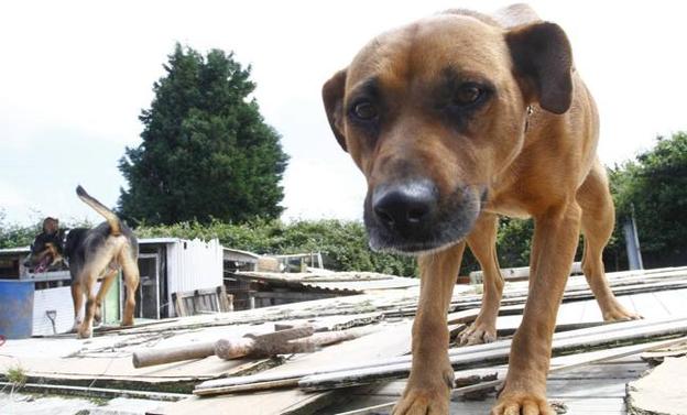 Dos perros en el clausurado albergue ilegal de La Luz.