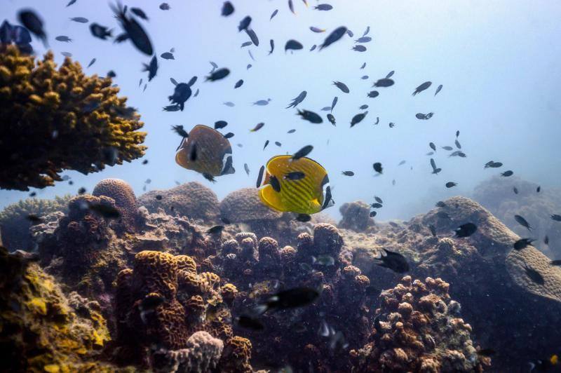 Espectaculares imágenes de anémonas, peces, o corales en la isla de Koh Tao, en la provincia de Surat Thani, en el sur de Tailandia.