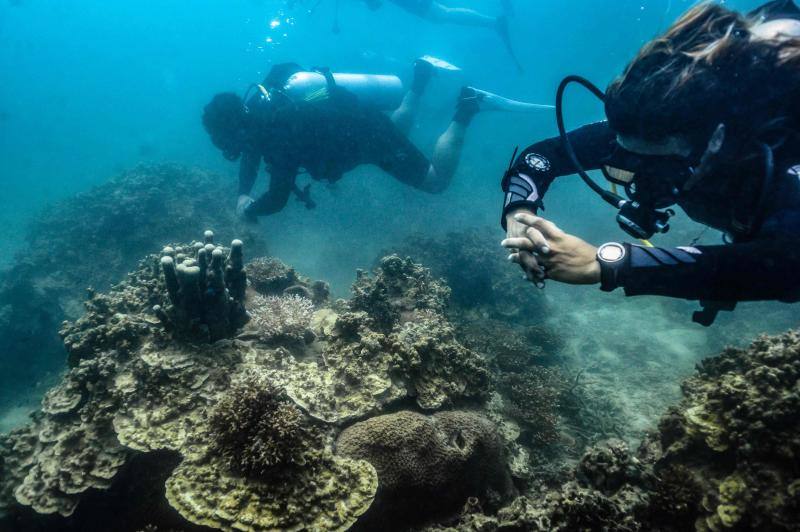 Espectaculares imágenes de anémonas, peces, o corales en la isla de Koh Tao, en la provincia de Surat Thani, en el sur de Tailandia.