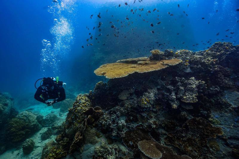 Espectaculares imágenes de anémonas, peces, o corales en la isla de Koh Tao, en la provincia de Surat Thani, en el sur de Tailandia.