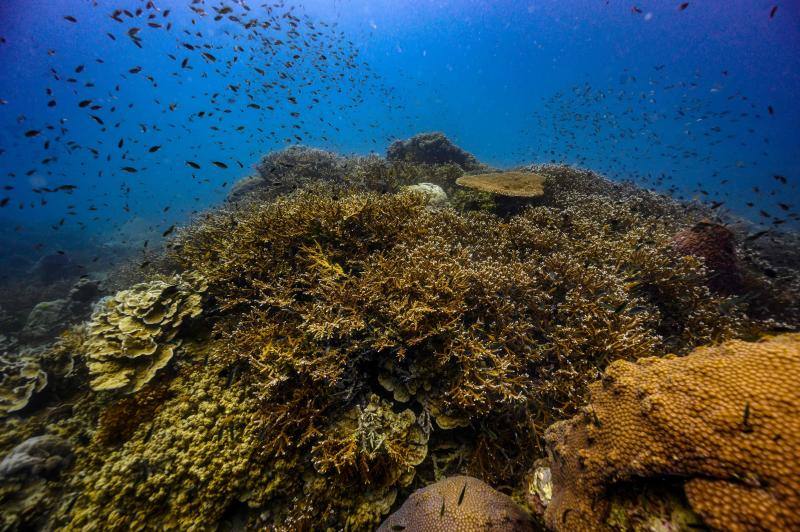 Espectaculares imágenes de anémonas, peces, o corales en la isla de Koh Tao, en la provincia de Surat Thani, en el sur de Tailandia.