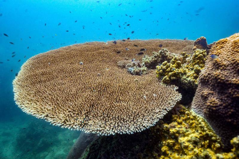 Espectaculares imágenes de anémonas, peces, o corales en la isla de Koh Tao, en la provincia de Surat Thani, en el sur de Tailandia.