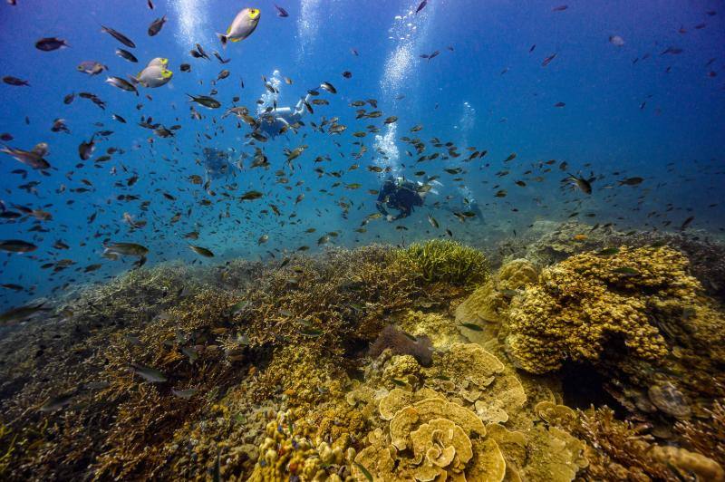 Espectaculares imágenes de anémonas, peces, o corales en la isla de Koh Tao, en la provincia de Surat Thani, en el sur de Tailandia.