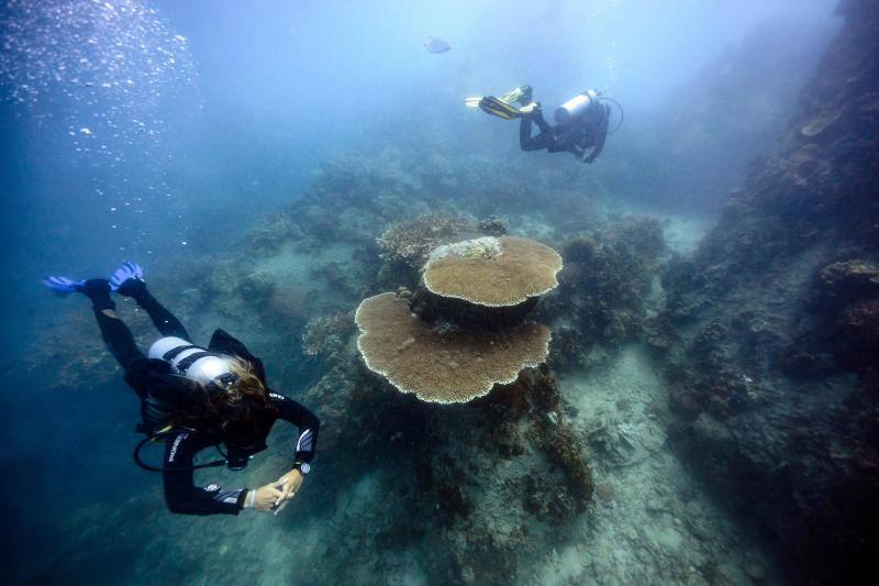 Espectaculares imágenes de anémonas, peces, o corales en la isla de Koh Tao, en la provincia de Surat Thani, en el sur de Tailandia.