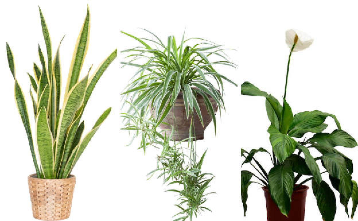 Cinco plantas de interior que purifican el aire de tu casa | El Comercio:  Diario de Asturias
