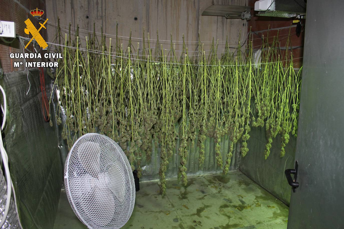 La Guardia Civil ha detenido a tres hombres por una plantación de marihuana en una vivienda de Oviedo, donde se hallaron droga valorada en unos 60.000 euros, útiles para el cultivo en otros 50.000 euros y tres carabinas.