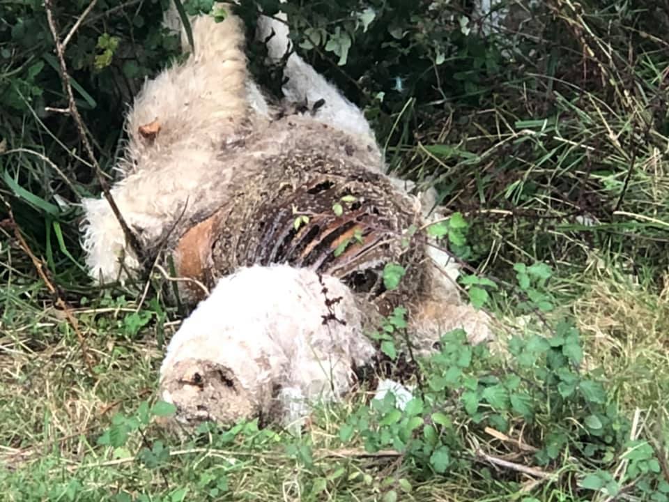 Varios vecinos alertaron de la presencia de los animales muertos de diferentes edades. 