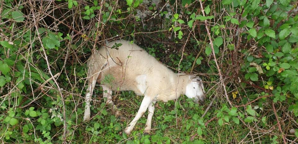 Varios vecinos alertaron de la presencia de los animales muertos de diferentes edades. 