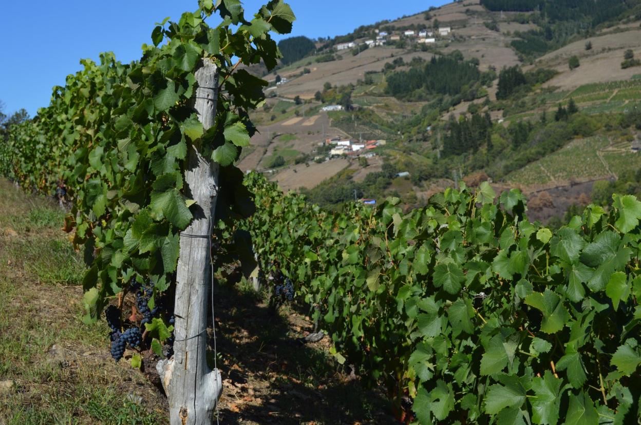 Un viñedo ubicado en la zona de Las Barzaniellas, en Cangas del Narcea. 