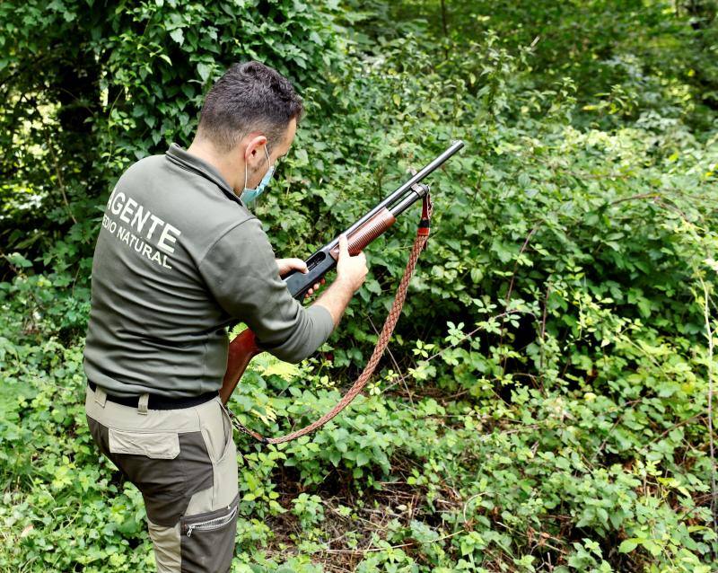 El animal salió de improviso a la calzada, por lo que el conductor que lo atropelló no pudo evitar el accidente.