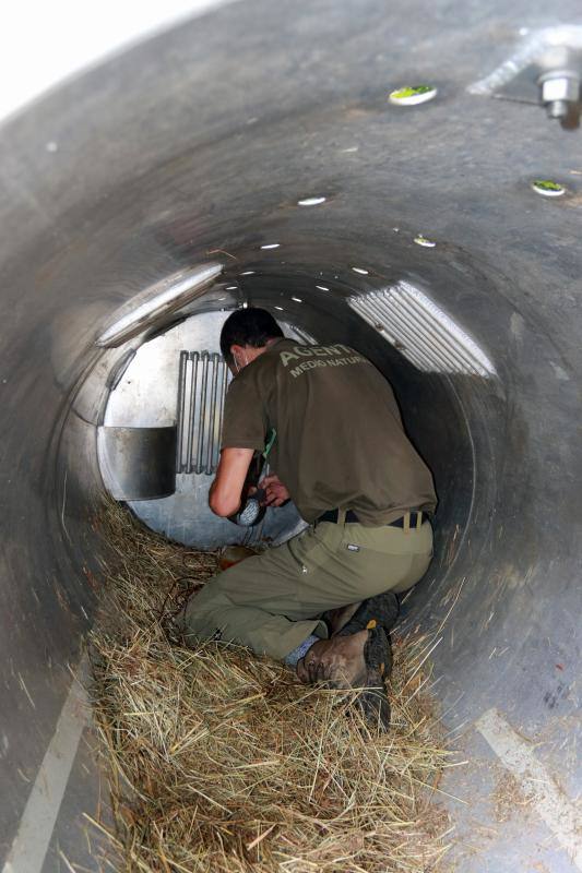 El animal salió de improviso a la calzada, por lo que el conductor que lo atropelló no pudo evitar el accidente.