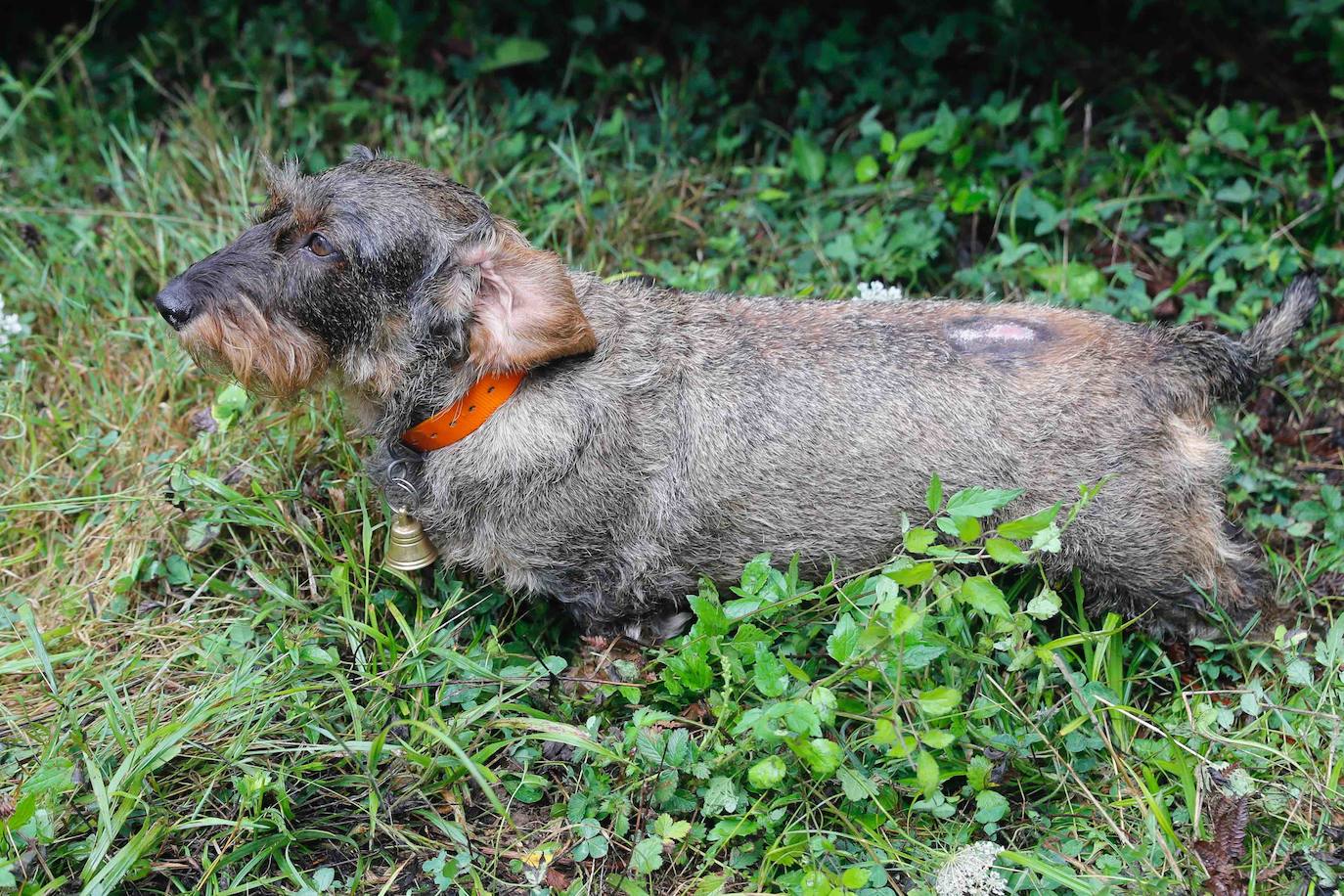La búsqueda del plantígrado resulta compleja debido a las dificultades de acceso en una zona de monte bajo