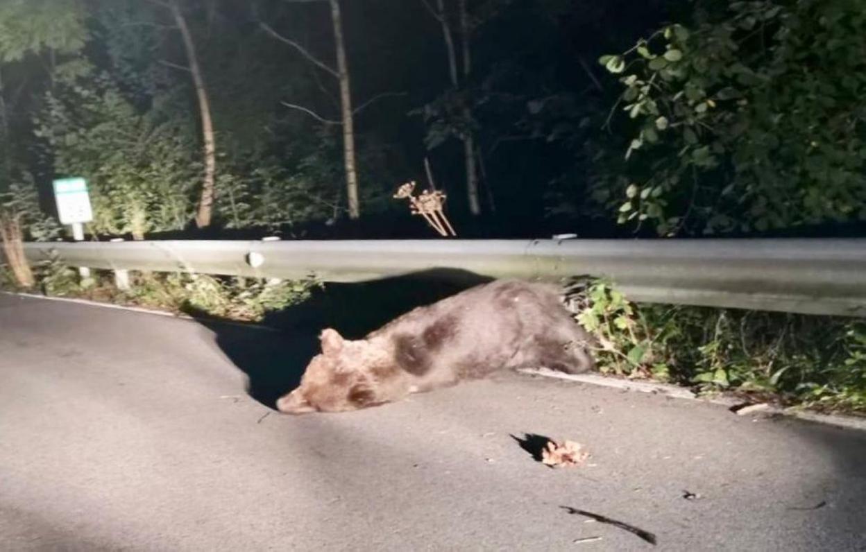 El animal, de 150 kilos de peso, tendido en la carretera poco después de ser atropellado la noche del sábado. 