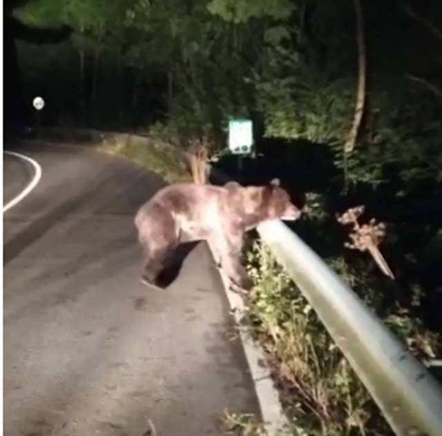 La búsqueda del plantígrado resulta compleja debido a las dificultades de acceso en una zona de monte bajo