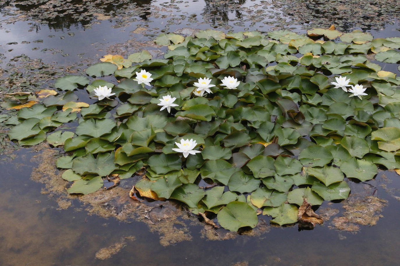 El Jardín Botánico Atlántico de Gijón es un espacio vivo, que ocupa 25 hectáreas de terreno perfectamente diseñadas y se convierte en un gran expositor, un microcosmos verde y florido en el que crecen multitud plantas y árboles