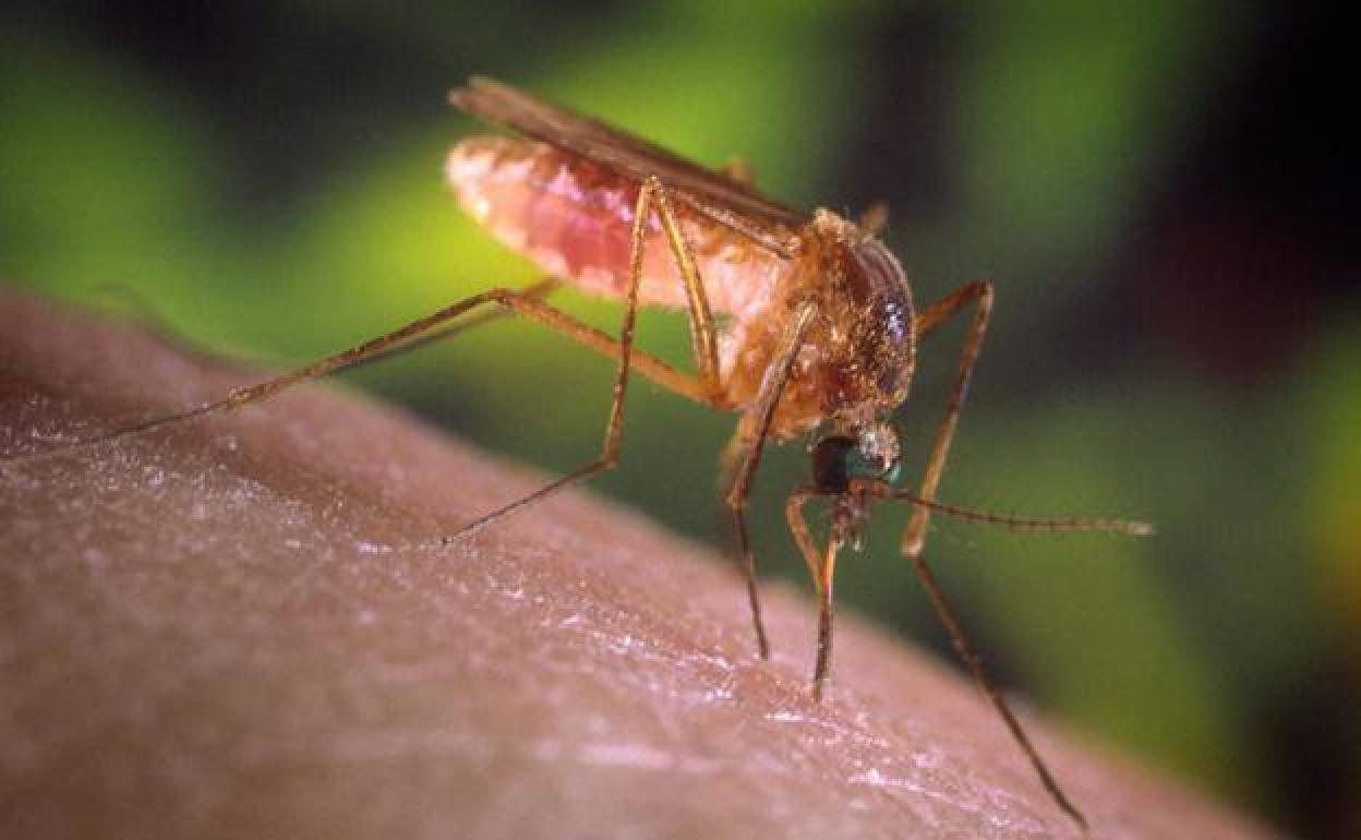Un experto considera que la Fiebre del Nilo podría extenderse por toda España