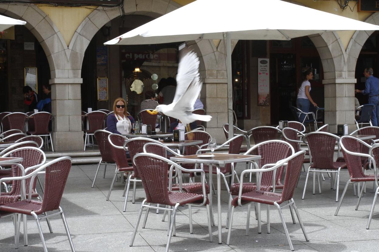 Una gaviota 'roba' un churro en una terraza del centro. 