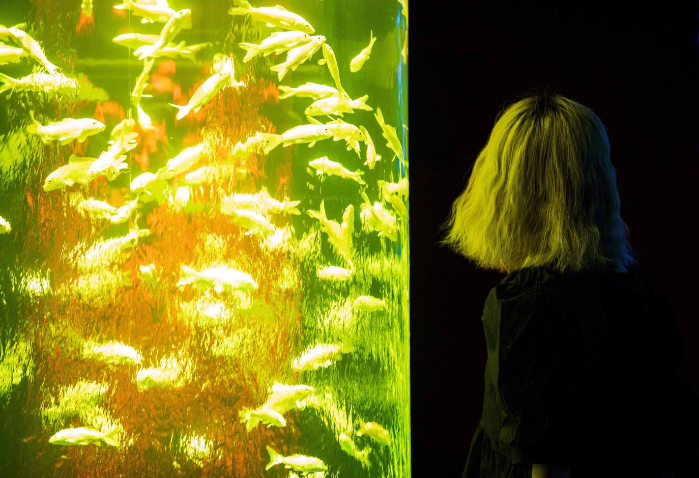 'Reflecterium' es una exposición que tiene lugar una vez al año y es una de las más populares durante el verano de la capital nipona y se ha ganado el cariño de sus habitantes debido a esa mezcla de cultura tradicional con juegos de luces y hasta aromas.